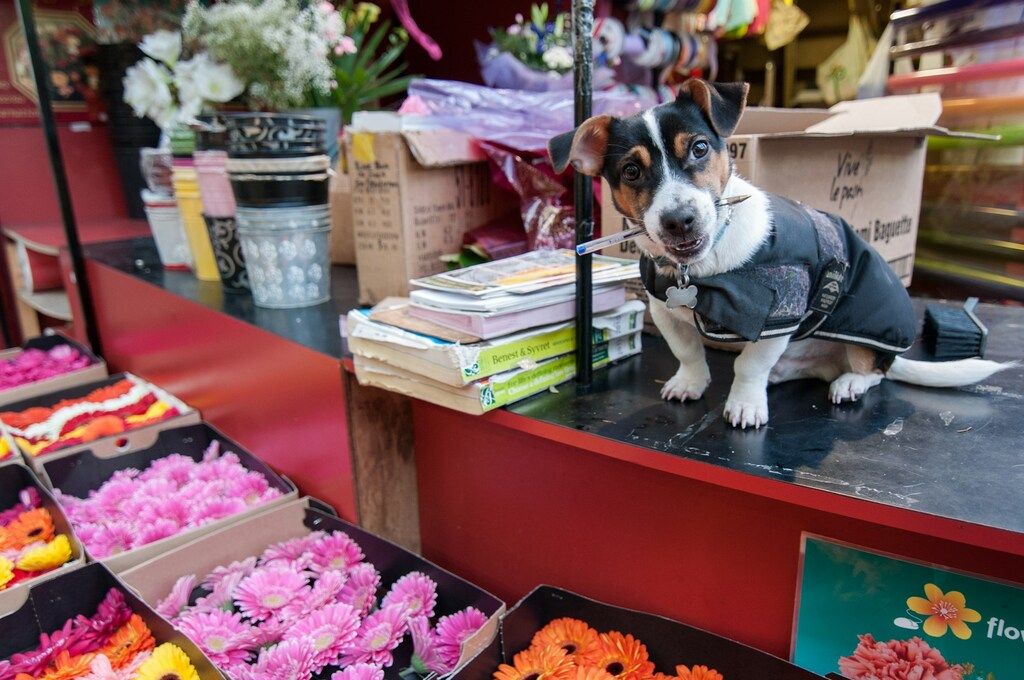 A charming Jersey Jack Russell Terrier in a stylish jacket, holding a pen in its mouth, sitting on a flower market counter among colourful arrangements of pink, orange, and yellow blooms, adding a whimsical touch to the scene.
