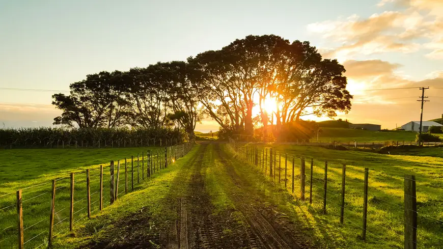 Sunrise on a rural farm path, vibrant green fields, striking tree silhouette, peaceful country morning.