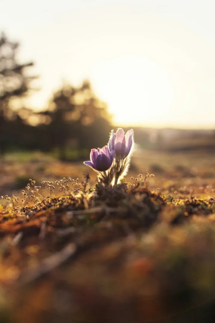 A single purple pasqueflower blooming against a soft-focused natural backdrop bathed in the golden light of the setting sun, symbolising new beginnings and growth.
